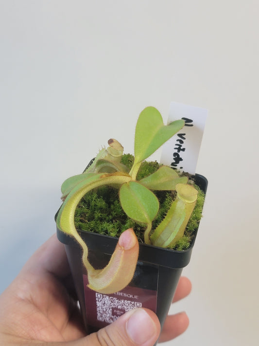 Nepenthes veitchii BCP