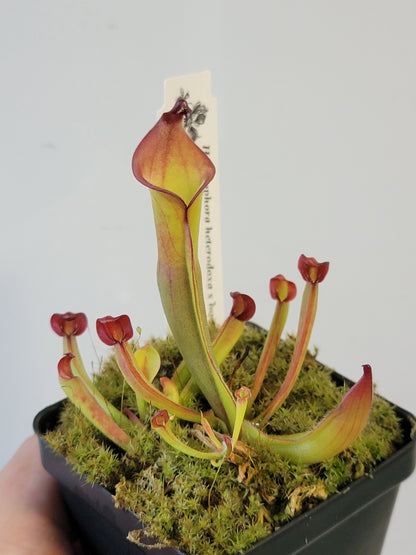 Heliamphora heterodoxa x ionasii BCP