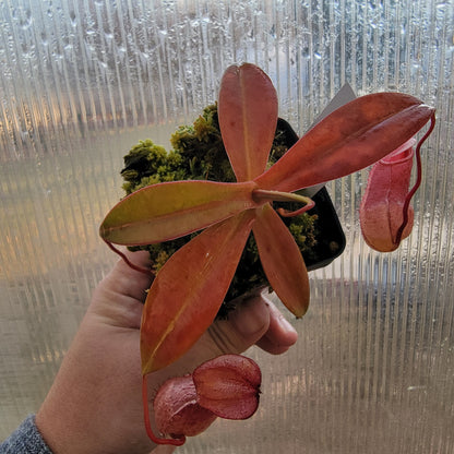 Nepenthes sibuyanensis x merriliana BE