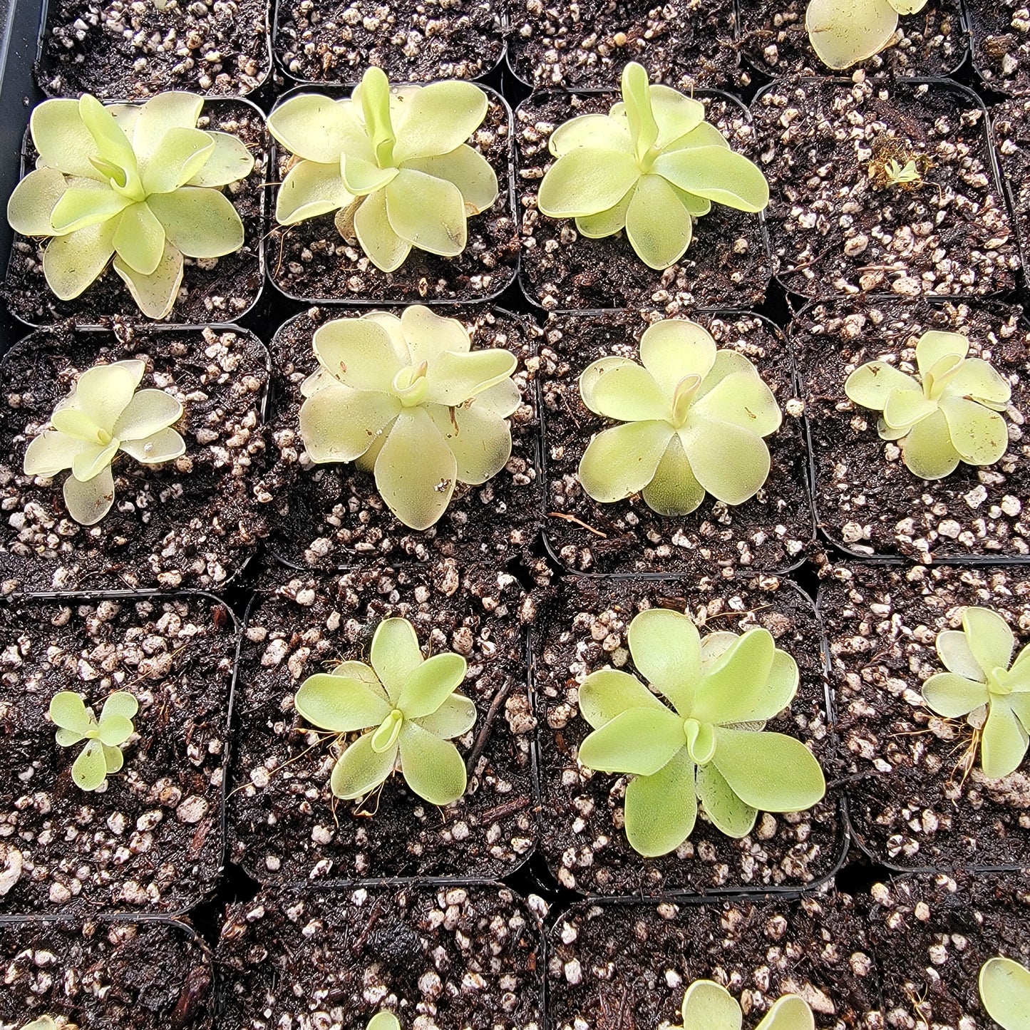 Pinguicula "Piruoette"
