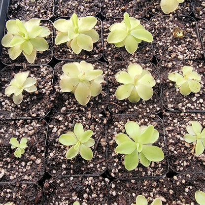 Pinguicula "Piruoette"