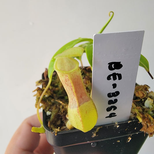Nepenthes burkei BE