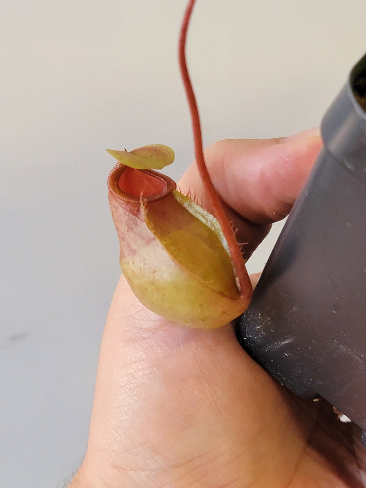 Nepenthes sibuyanensis x merriliana BE