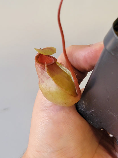 Nepenthes sibuyanensis x merriliana BE