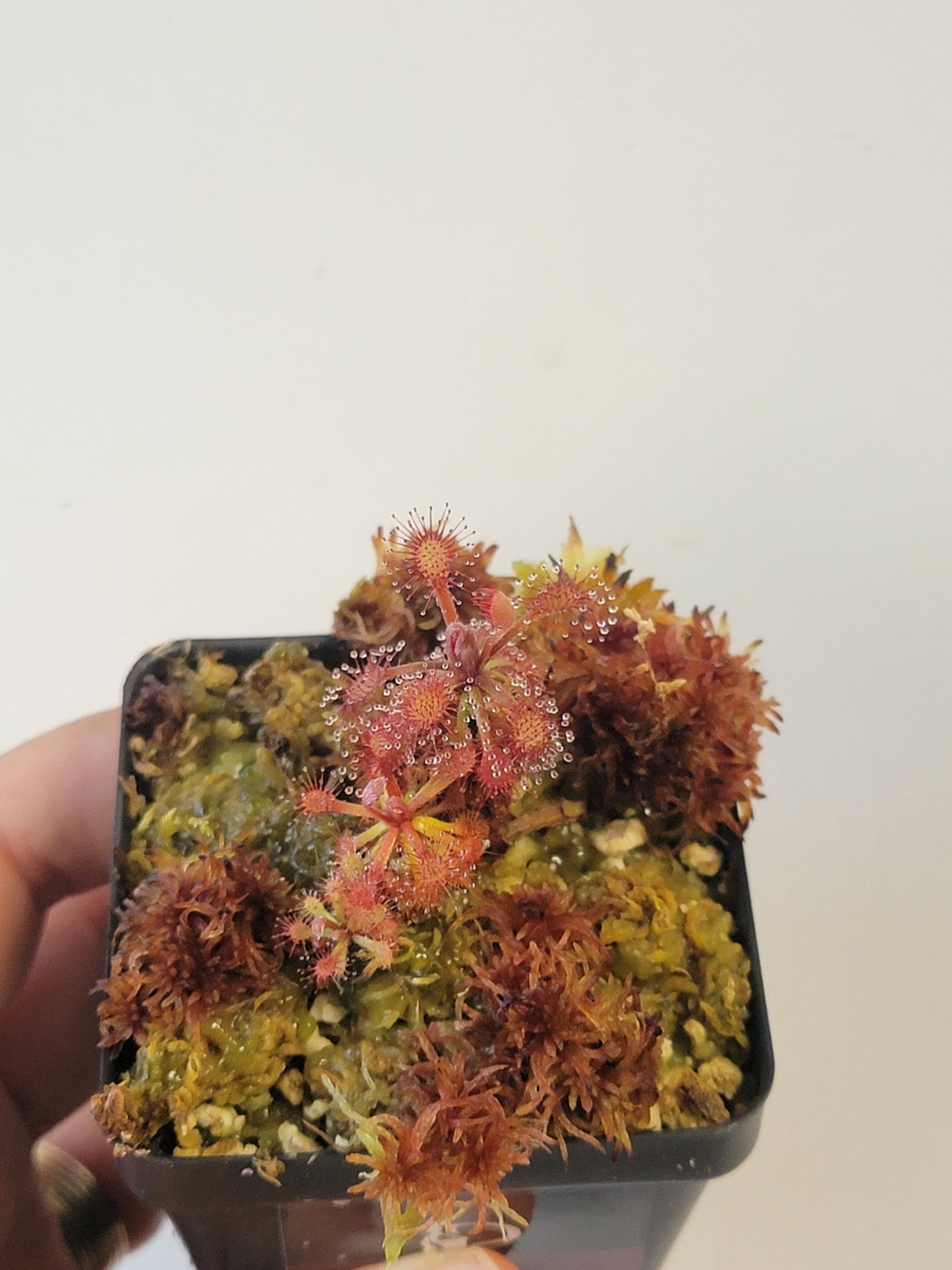 Drosera aff. roraimae BCP