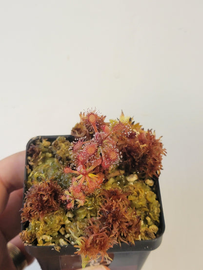 Drosera aff. roraimae BCP
