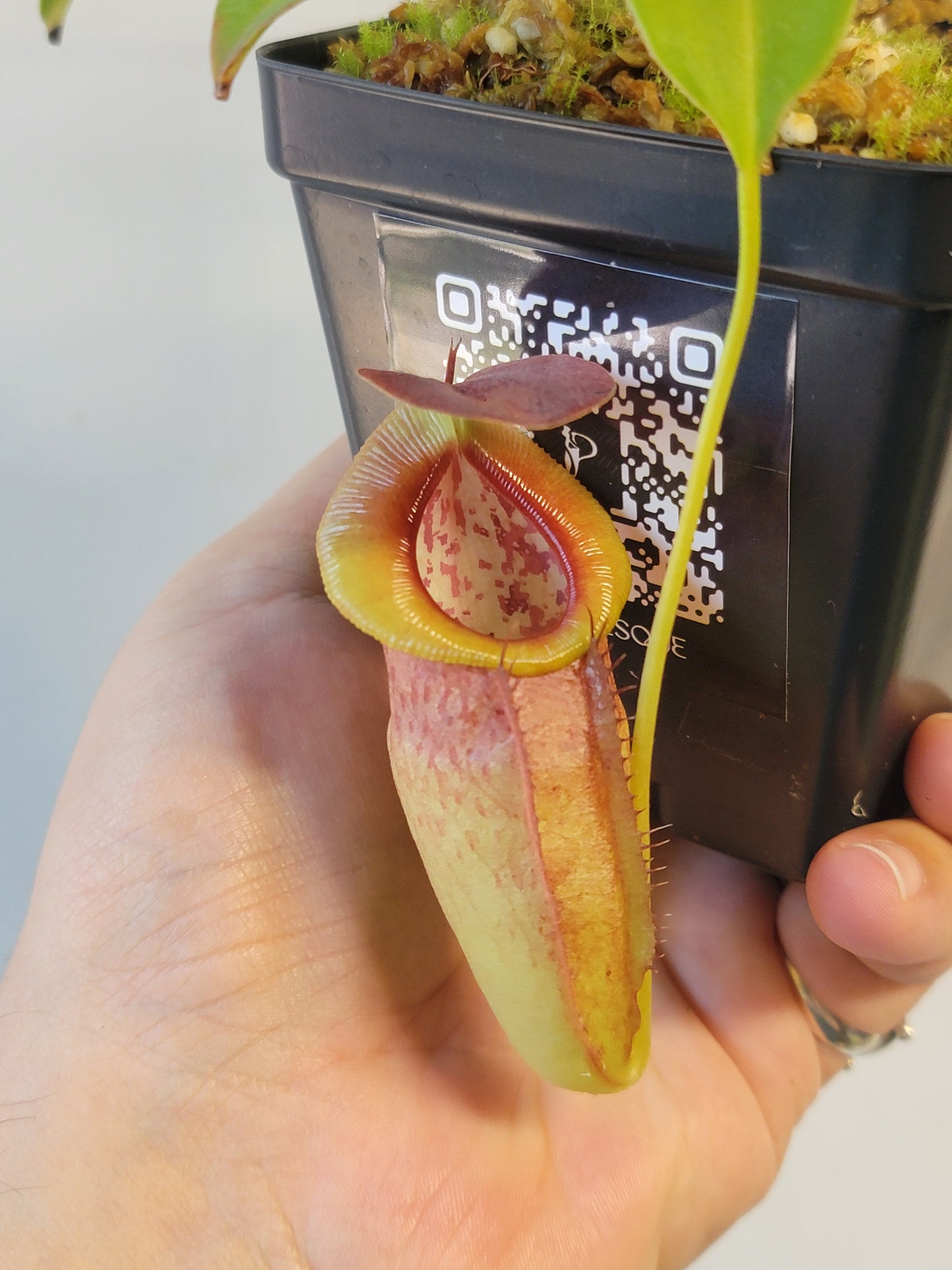 Nepenthes spathulata x tenuis BE