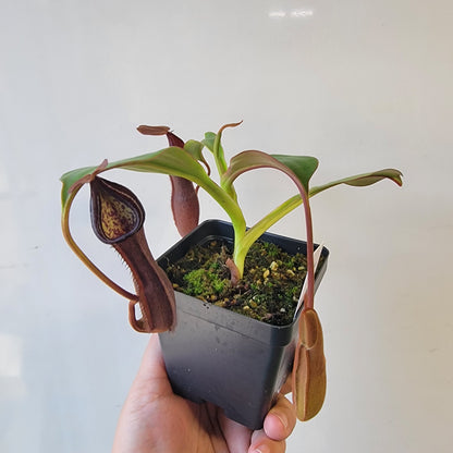 Nepenthes maxima x ramispina BE
