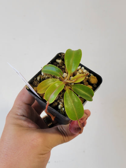 Nepenthes villosa x veitchii (striped peristome) BE