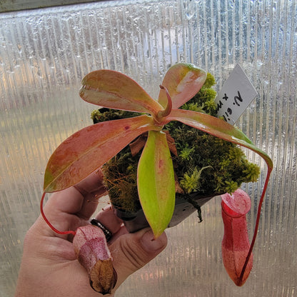 Nepenthes sibuyanensis x merriliana BE