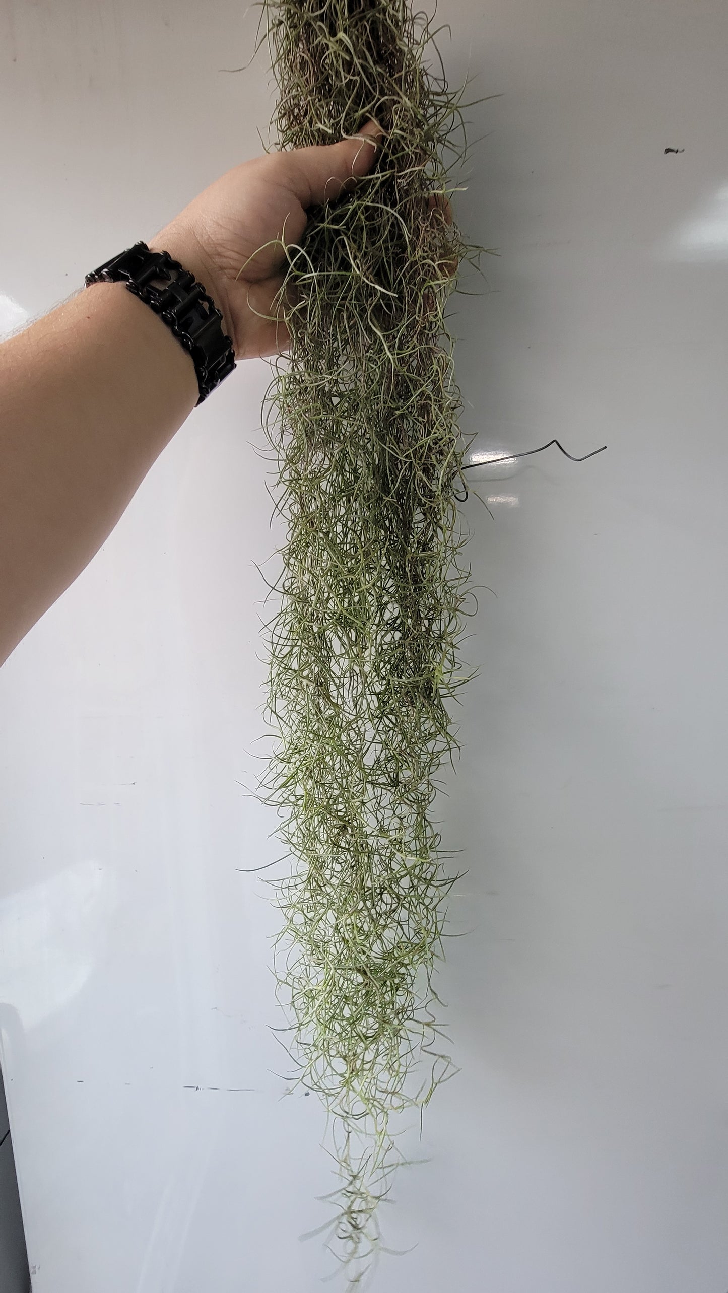 Tillandsia usenoides GG large