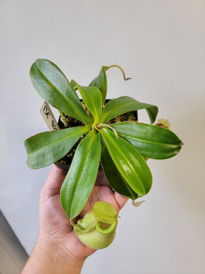 Nepenthes spathulata x ampullaria 'Green' BE