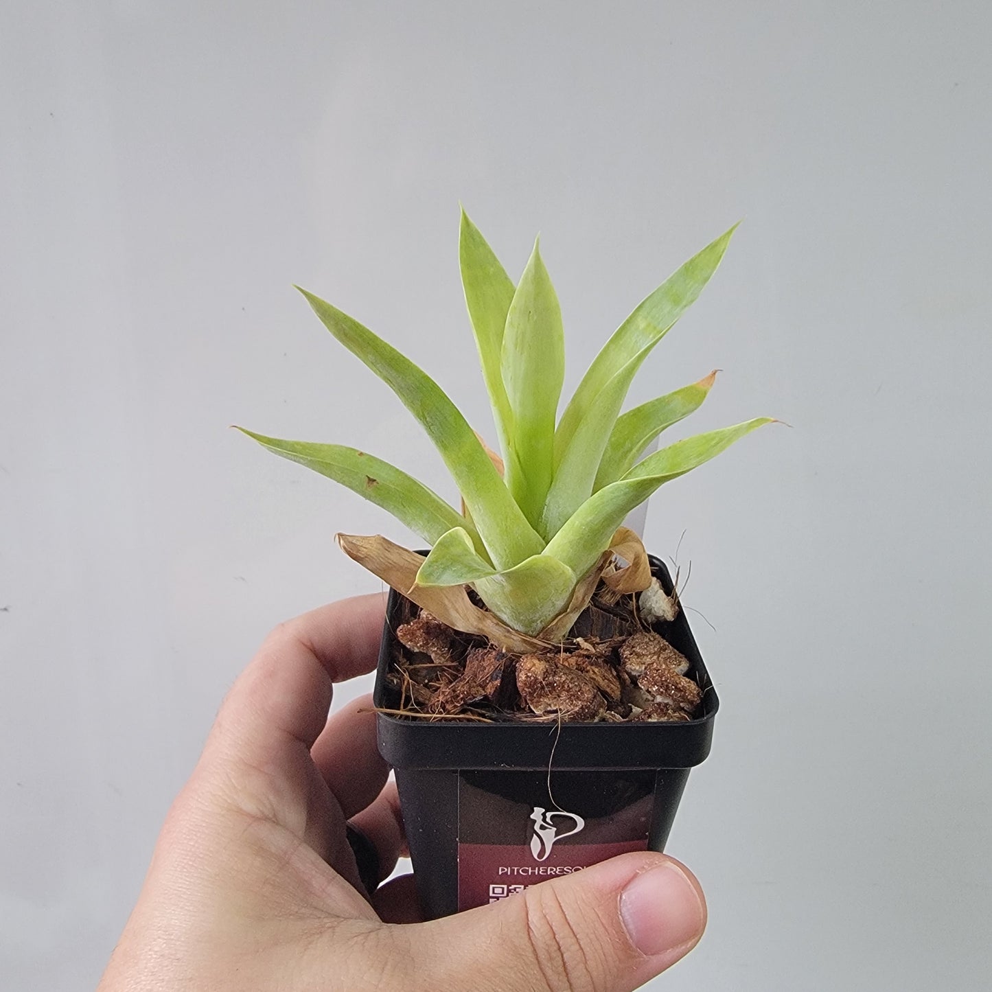 Catopsis berteroniana