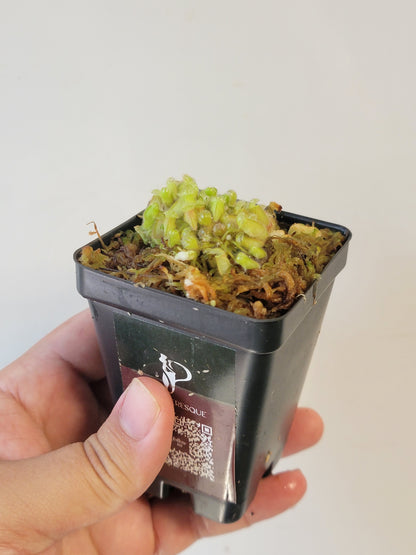 Cephalotus follicularis BCP