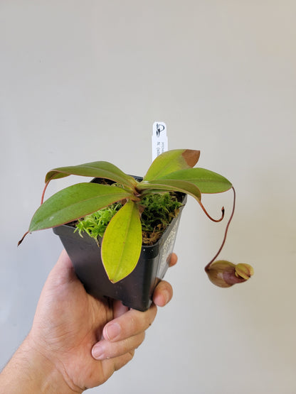 Nepenthes sibuyanensis x merriliana BE