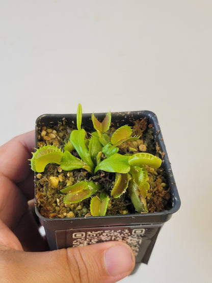 Dionaea musc. "Villarica"