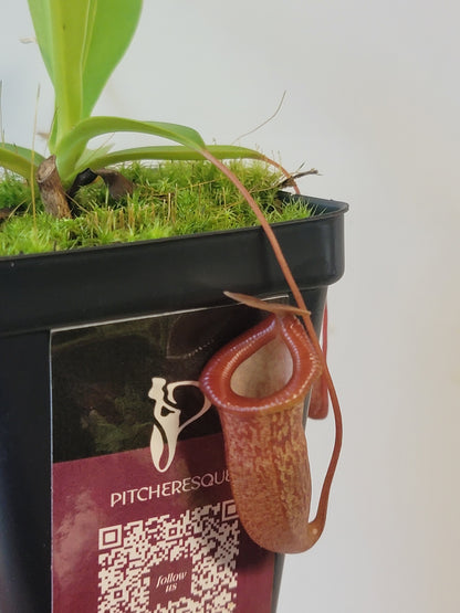 Nepenthes ventricosa x sibuyanensis x flava EP