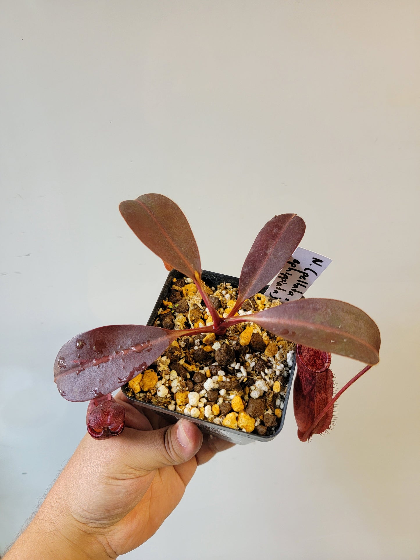 Nepenthes peltata x ephippiata BE