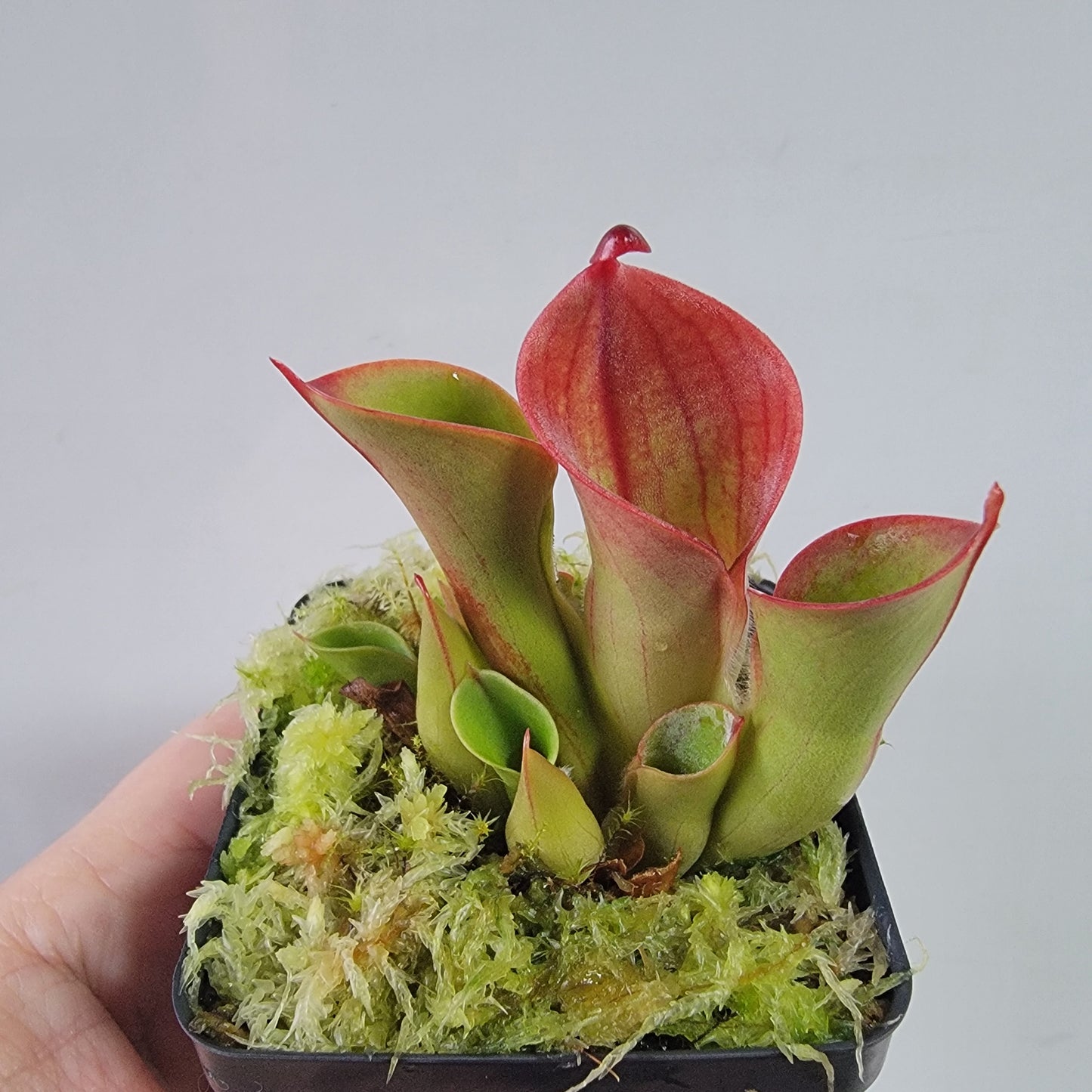 Heliamphora heterodoxa x minor