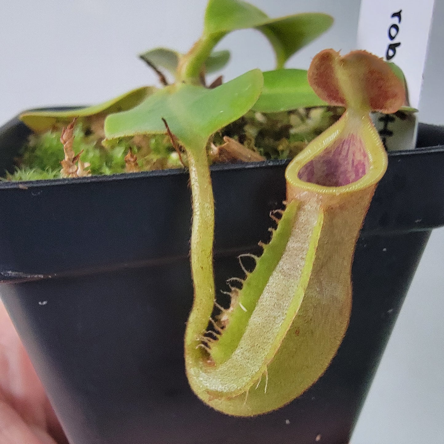 Nepenthes robcantleyi x veitchii 'Sungai Samba' BE