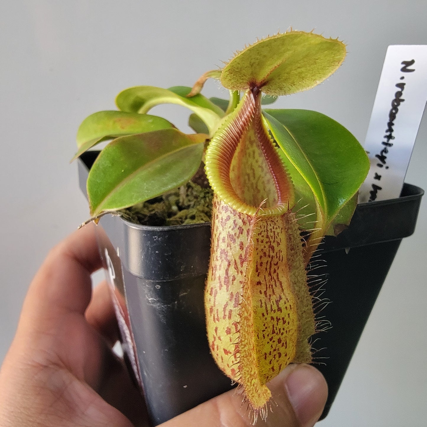Nepenthes robcantleyi x hamata BE