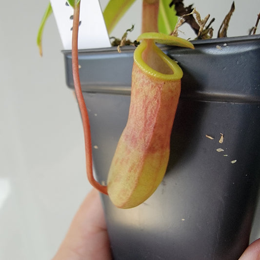 Nepenthes ventricosa BE