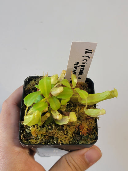 Nepenthes clipeata x reinwardtiana BCP
