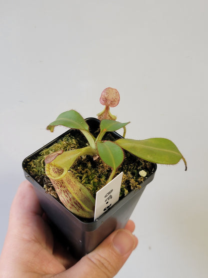 Nepenthes burbidgeae x veitchii BE
