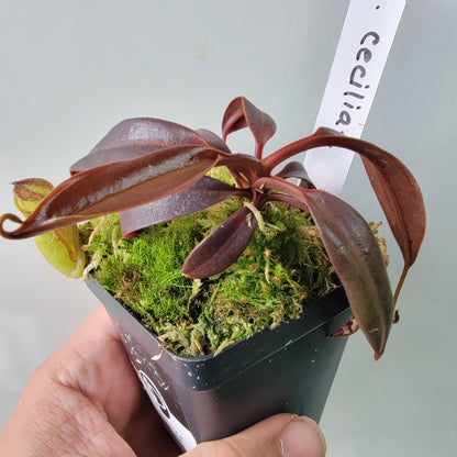 Nepenthes ceciliae BCP