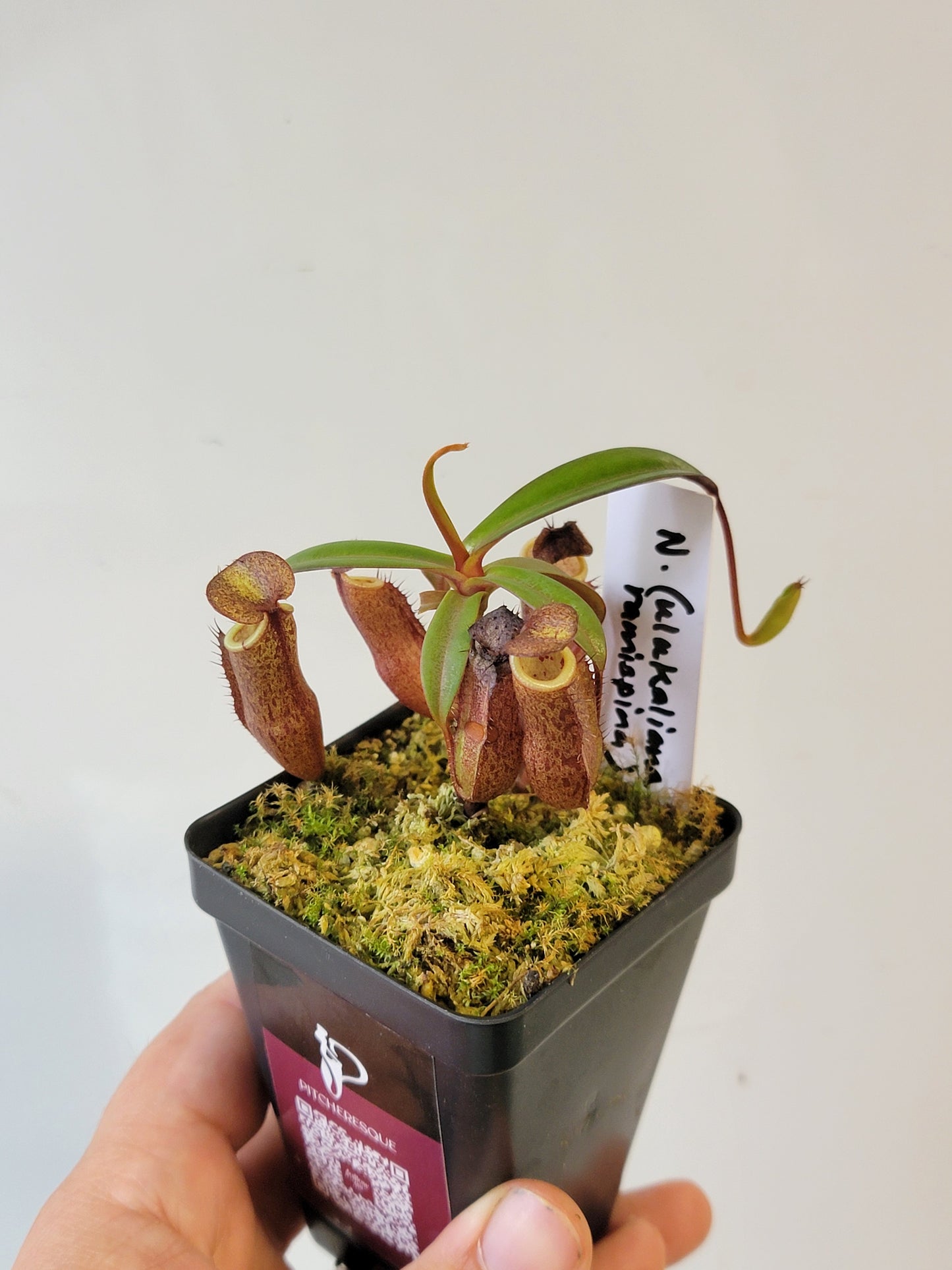 Nepenthes ulukaliana x ramispina BCP