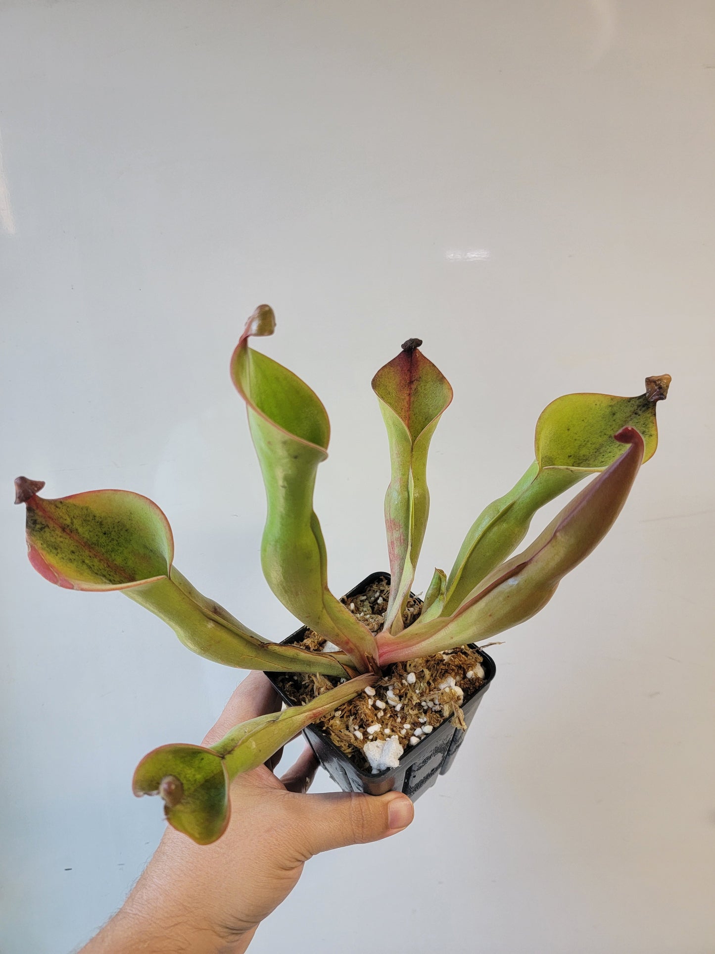 Heliamphora nutans x glabra 'Giant'