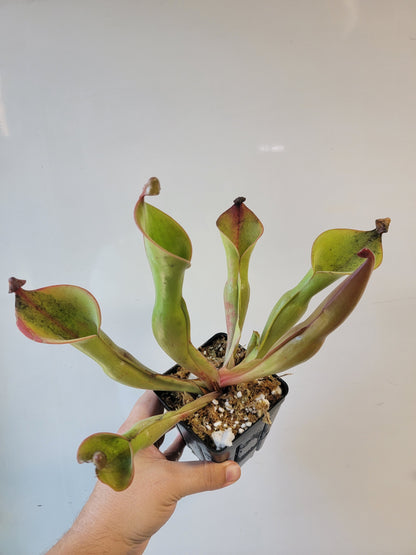 Heliamphora nutans x glabra 'Giant'