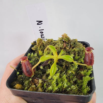 Nepenthes lowii BE *New Clone*