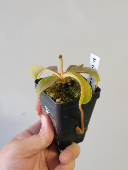 Nepenthes villosa x veitchii (gold peristome) BE