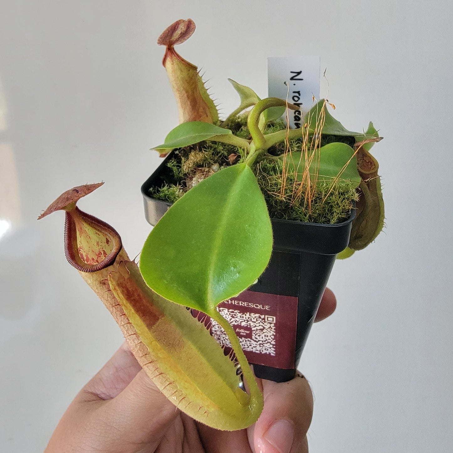 Nepenthes robcantleyi x veitchii 'Sungai Samba' BE