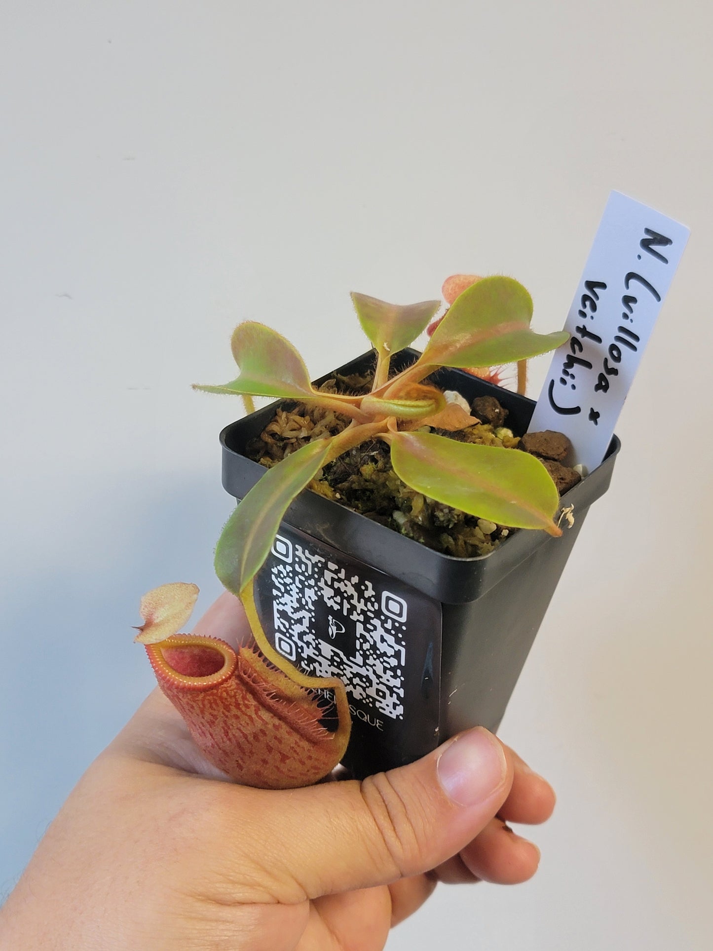 Nepenthes villosa x veitchii (gold peristome) BE