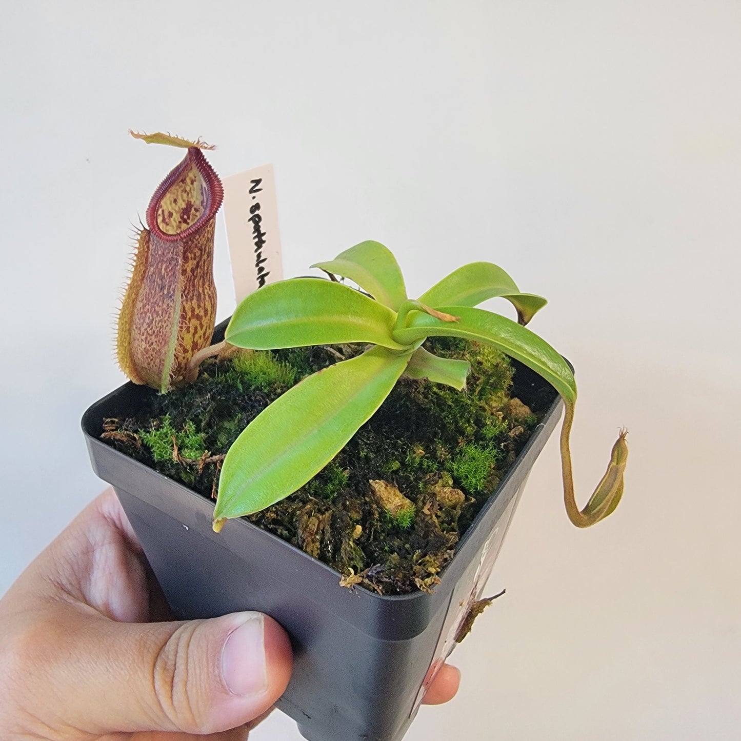 Nepenthes spathulata x hamata 'Tambusisi' BE