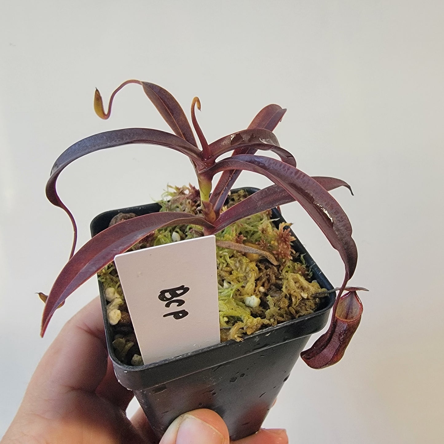Nepenthes alba BCP