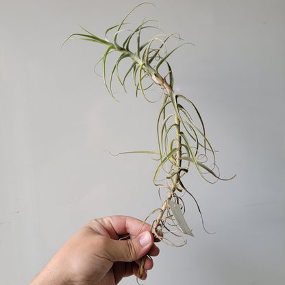 Tillandsia Paleaca X 10"