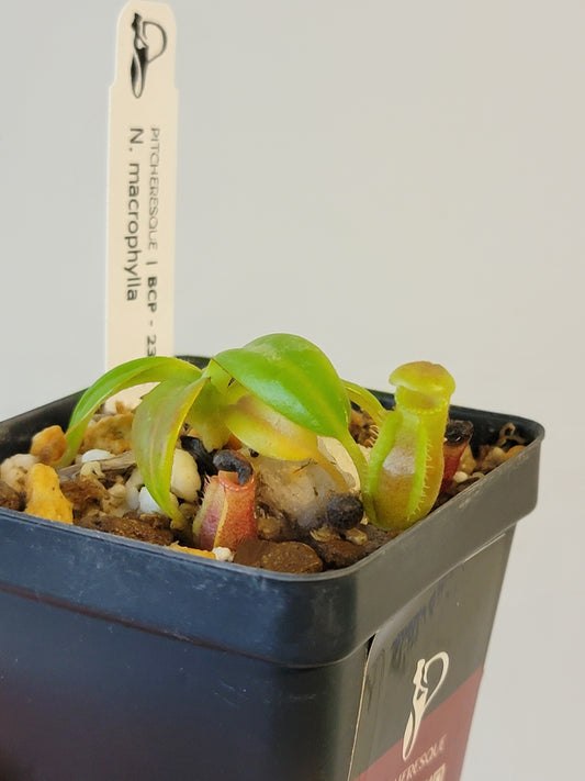 Nepenthes macrophylla BCP
