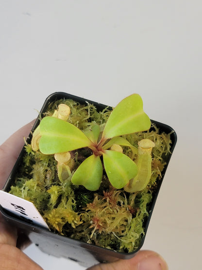 Nepenthes clipeata x reinwardtiana BCP
