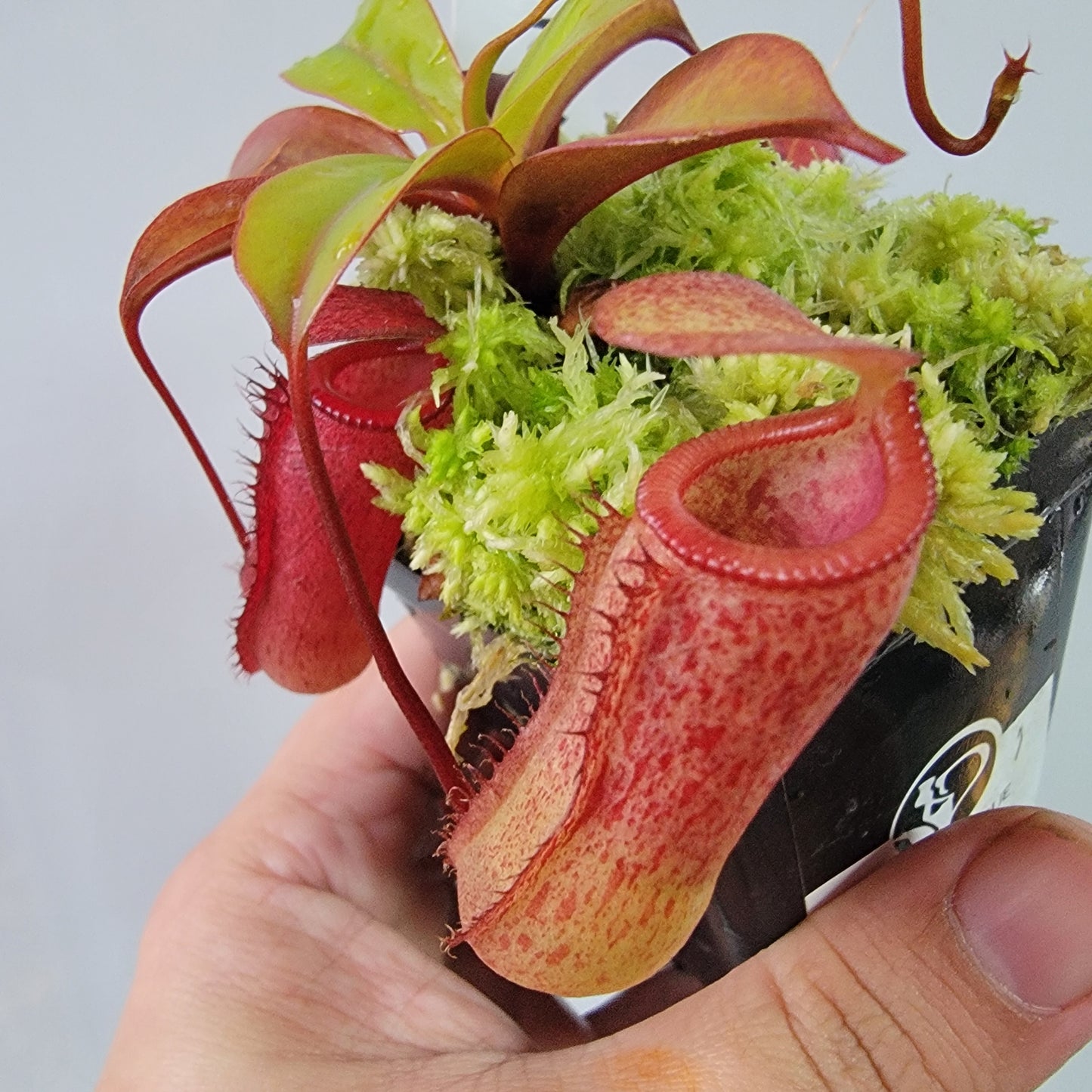 Nepenthes ventricosa x attenboroughii BE