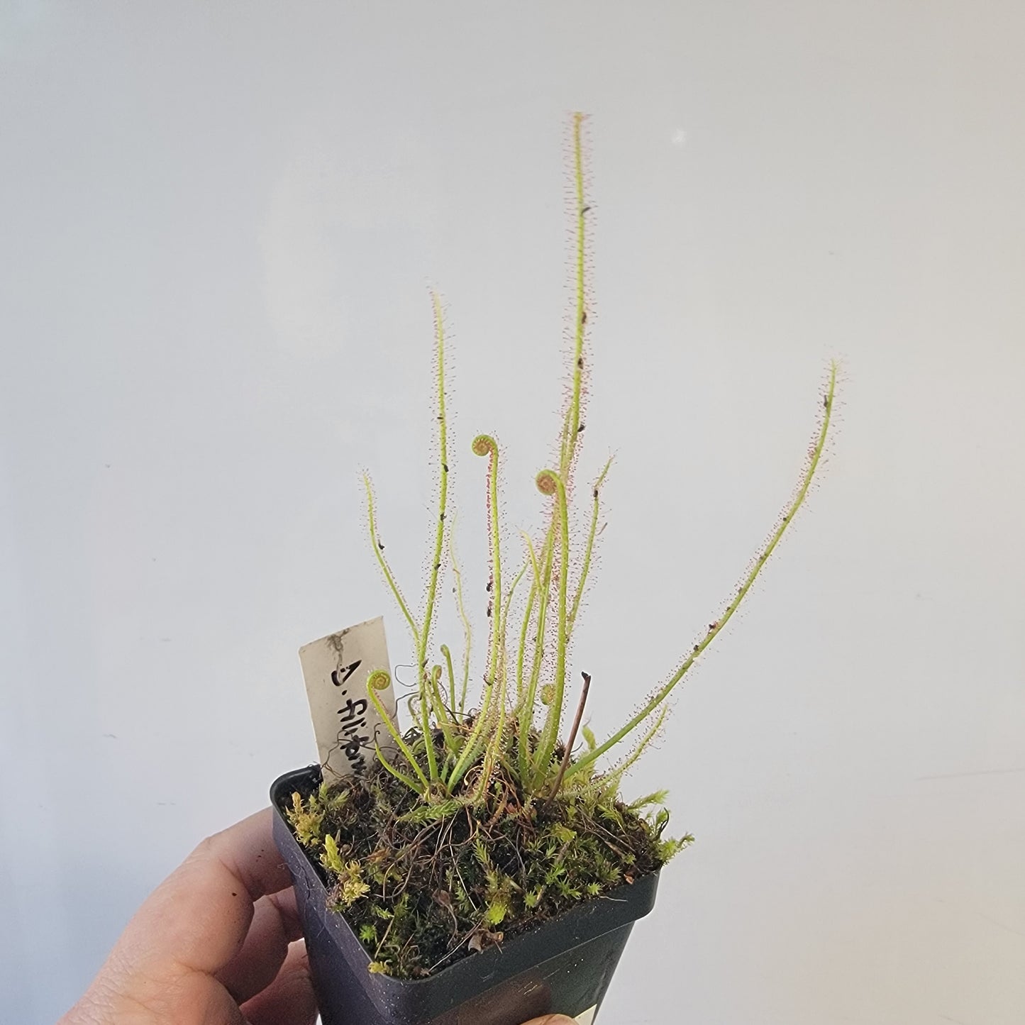 Drosera filiformis