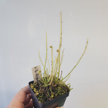 Drosera filiformis