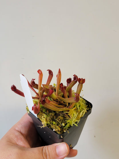 Heliamphora ionasii x pulchella BCP