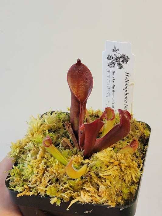 Heliamphora ionasii x pulchella BCP
