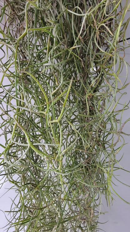 Tillandsia usenoides GG large