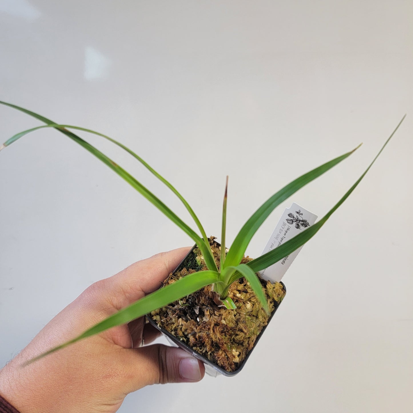 Brocchinia acuminata BCP