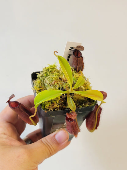 Nepenthes hamata x lowii BE