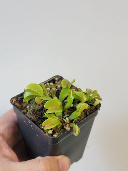 Dionaea musc. "Adentate"
